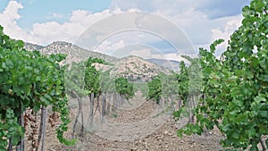 Vineyard on a sunny day. Rows of grape trees.