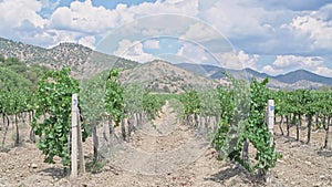 Vineyard on a sunny day. Rows of grape trees. Vine. Young grapes. Agriculture.