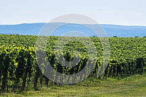 Vineyard on a sunny summer day