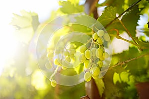 Vineyard on a sunny summer day. A bunch of green grapes. Harvesting ripe grapes in autumn. Winegrowing and winemaking
