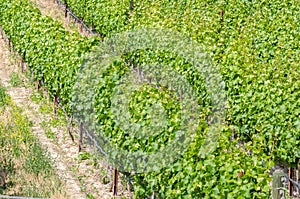 Vineyard on a Sunny Summer Day