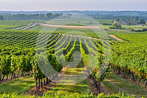 Vineyard Sunrise-Bordeaux Vineyard