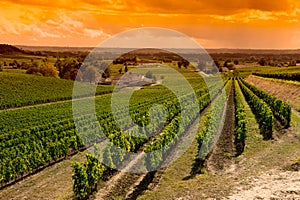 Vineyard Sunrise, Saint Emilion, Bordeaux Wineyards