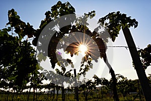 Vineyard at sunrise