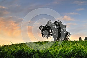 Vineyard at sunset