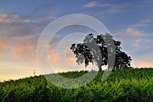 Vineyard at sunset