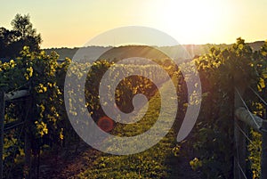 Vineyard at Sunset