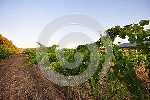 Vineyard at sunset