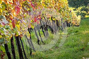 Vineyard sunset