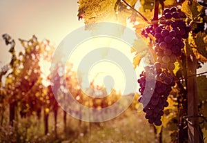 Vineyard at sunset photo