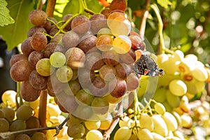 Vineyard at sunset in autumn harvest. bunch of backlit Merlot grapes ripening on vine in organic vineyard