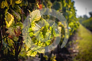 Vineyard in sunset autumn light