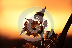 Vineyard in the sunset