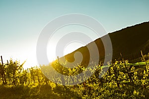 Vineyard at sunset in italian wine hills of valdobbiadene