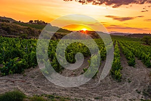 Vineyard at sunset, La Rioja, Spain