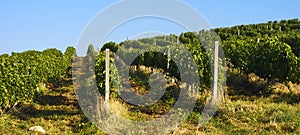 Vineyard at sunset. A plantation of grapevines. Hilly mediterranean landscape, south France, Europe