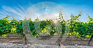 Vineyard at sunset with star shaped sun and blue sky