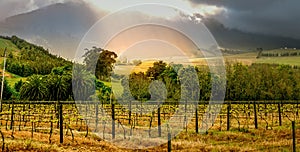 Vineyard at sunset in Stellenbosch