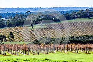 Vineyard surrounded by eucalyptus trees. photo