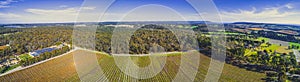 Vineyard and surrounding forest on bright sunny day. photo