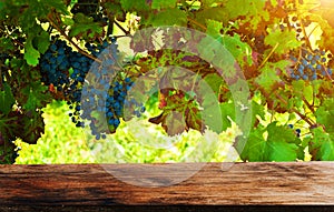 Vineyard tabletop design. Autumn design with vineyard and empty old wooden table. Autumn grapes harvest. Concept Wine background