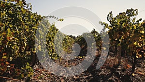 Vineyard tabletop design. Wine background. Autumn design with vineyard and empty display. Autumn grapes harvest