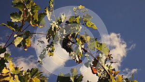 Vineyard tabletop design. Wine background. Autumn design with vineyard and empty display. Autumn grapes harvest