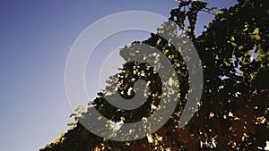 Vineyard tabletop design. Wine background. Autumn design with vineyard and empty display. Autumn grapes harvest