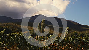 Vineyard tabletop design. Wine background. Autumn design with vineyard and empty display. Autumn grapes harvest