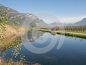 Vineyard and taraxacum