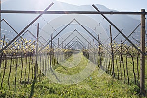 Vineyard and taraxacum