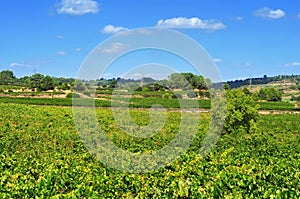 Vineyard in Tarragona, Catalonia, Spain