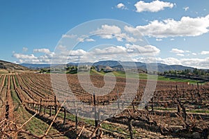 Vineyard in Temecula in southern California USA