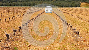 vineyard in the Tera walley, Zamora, Spain