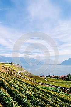 Vineyard terrace in Chexbres village in Lavaux near Vevey and Montreux