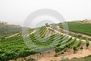 Vineyard Terrace at Judaean Mountains. Israel