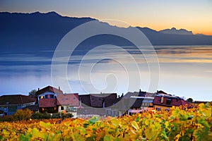 Vineyard terraces in the famous Lavaux wine region, Switzerland.