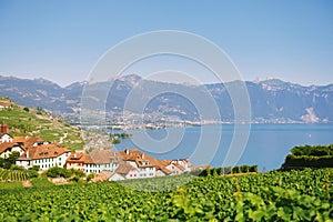 Vineyard terraces at Lake Geneva, Lavaux, Vaud, Switzerland