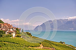 Vineyard terraces at Lake Geneva in summer, Lavaux, Switzerland