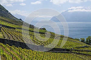 Vineyard terraces at Lavaux Lake Geneva