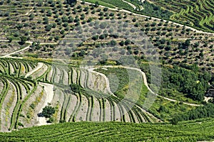 Vineyard terraces and olive trees in the Douro region