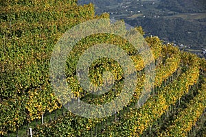 Vineyard terraces in South Tyrol