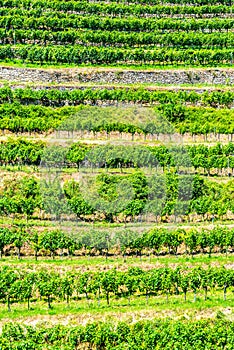 Vineyard terraces on sunny summer day