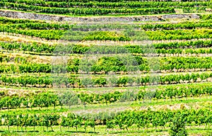 Vineyard terraces on sunny summer day