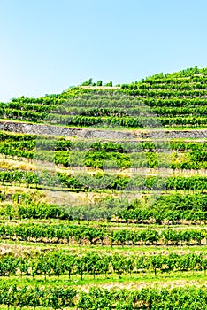 Vineyard terraces on sunny summer day