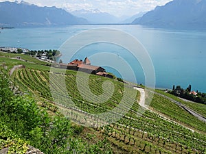 Vineyard Terraces on top of Geneva lake, Unesco site in switzerland