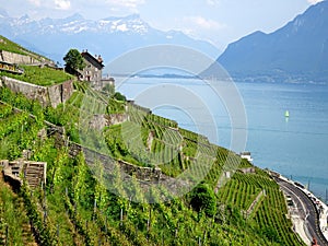 Vineyard Terraces, unesco site in switzerland