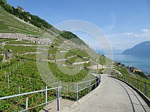 Vineyard Terraces, unesco site in switzerland, Vaud