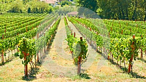 Vineyard in Thessaly on summer sunny day