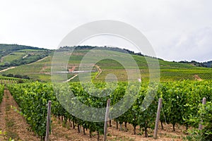 Vineyard in Tokaj, Hungary
